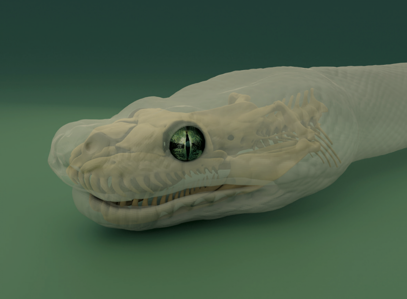 Kombinieren: Der Kopf dieser geschützten Art könnte als Tierprodukt nicht über die EU-Grenzen transportiert werden, da sie vom CITES (Convention on International Trade in Endangered Species of Wild Fauna and Flora) als gefährdet eingestuft wurde. Dank der CT-Daten und einem Gipsabguss derselben Schlange konnten Haut und Knochen rekonstruiert werden.