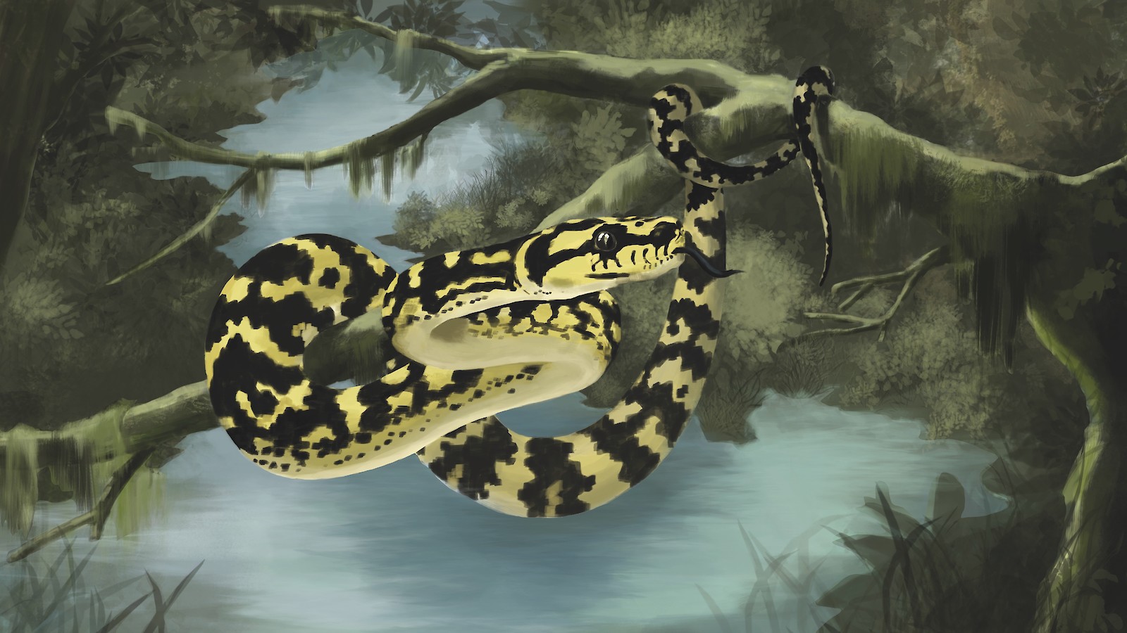 Ein beeindruckendes Tier: Als ich in Lübeck in der Python-Zucht zu Besuch war, hatte mich das Thema gepackt und die Schlange fasziniert. Da entstand dieses improvisierte Habitatbild der Morelia Spilota cheynei (Teppichpython), die in Queensland, Australien zuhause ist. Während der Recherche entwickelte sich das in Photoshop gemalte Bild.