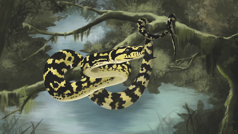 Ein beeindruckendes Tier: Als ich in Lübeck in der Python-Zucht zu Besuch war, hatte mich das Thema gepackt und die Schlange fasziniert. Da entstand dieses improvisierte Habitatbild der Morelia Spilota cheynei (Teppichpython), die in Queensland, Australien zuhause ist. Während der Recherche entwickelte sich das in Photoshop gemalte Bild.
