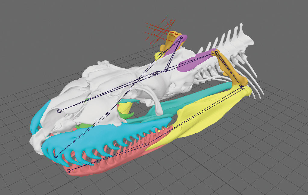 Prozess: Diese digitalen Modelle repräsentieren Versuche, Prototypen und Zwischenschritte einer 3D-Animation. Alle Teile müssen einzeln angefertigt und für die spezifischen Zwecke angepasst sein. Der Schädel musste in die einzelnen Knochen zerlegt und der Kopf ent- sprechend der Merkmale dieser Art modelliert werden.