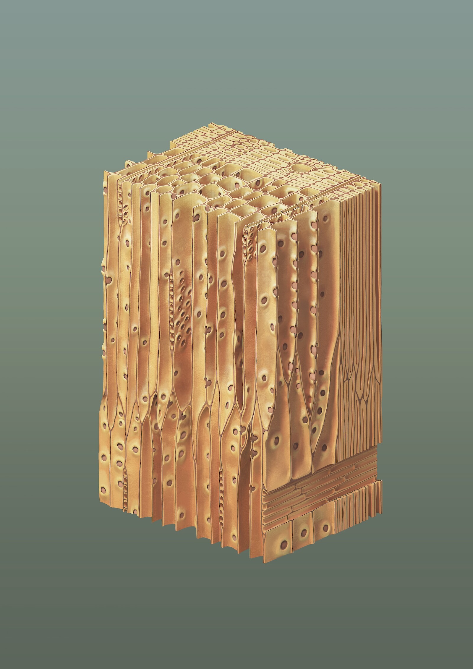 Holz ist der erste Rohstoffe, der von uns bis heute genutzt wird. Stabilität, Leichtigkeit und Beständigkeit machen Holz zu einem Wundermaterial. Doch woher kommen diese Eigenschaften? Ermöglicht werden sie durch faszinierende Strukturen im Holz, die in dieser Illustration untersucht werden.