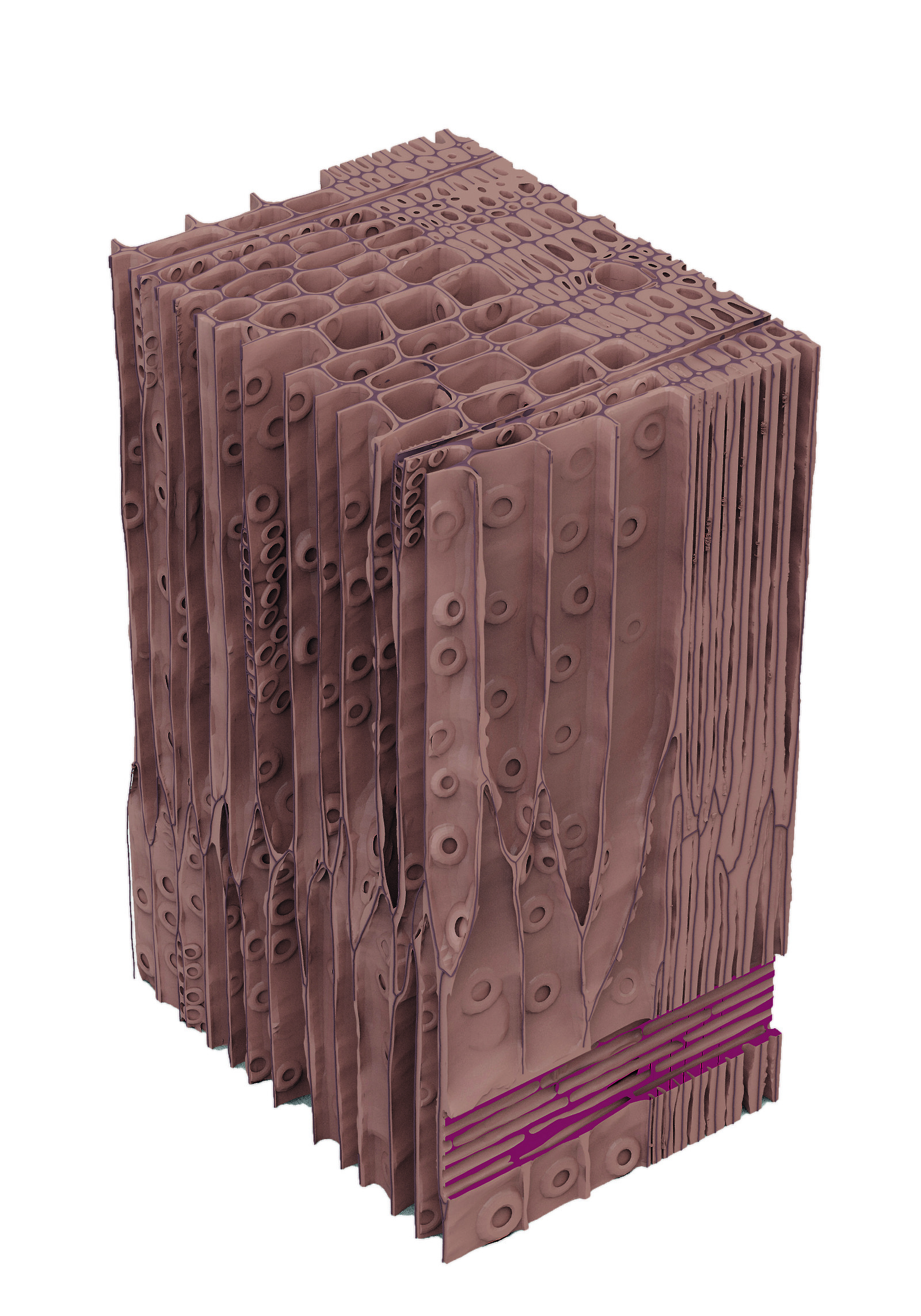 Der ganze Prozess wurde durch meine Kooperationspartner inhaltlich begleitet. Dargestellt ist ein Ausschnitt der Faserstruktur. Der Übergang von den kleinen zu den grossen Hohlräumen signalisiert den Jahreswechsel. Im Frühling produzieren Bäume grossvolumige Faserzellen, um den Wassertransport zu erleichtern.