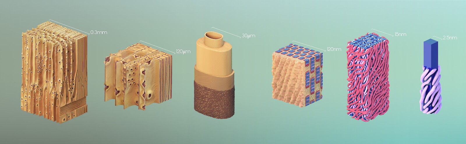 Übersicht: Insgesamt wurden sechs Modelle angefertigt. Hier wurden sie ihrer Grösse nach aufgereiht.