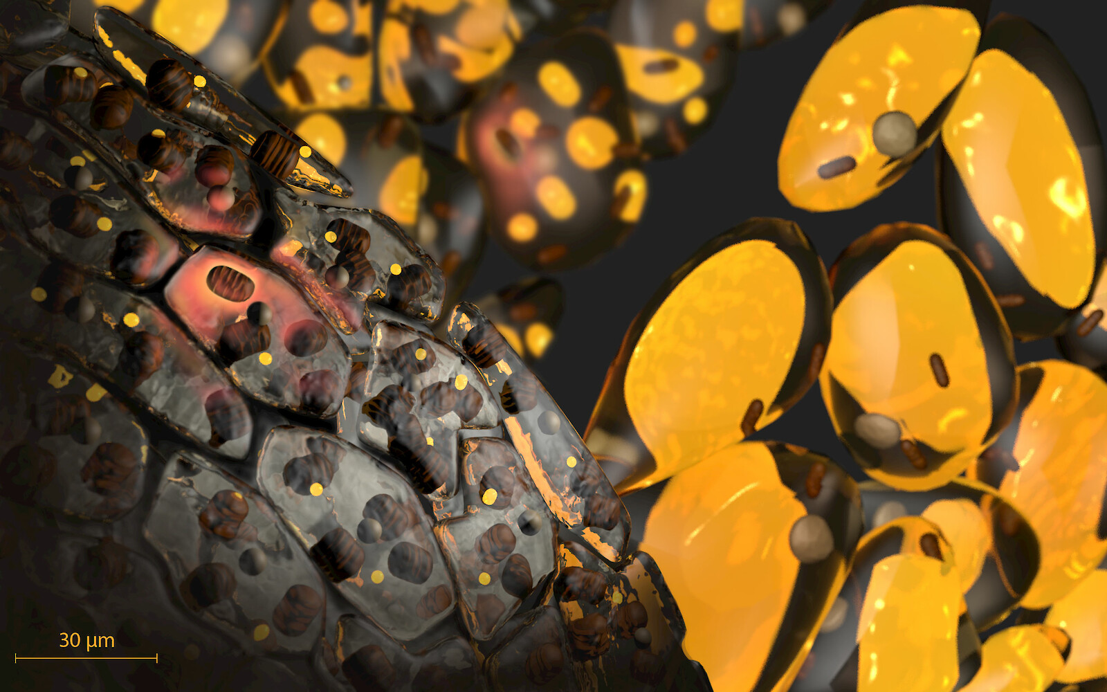 Weisse, beige und braune Fettzellen. 3D-Rendering aus Cinema 4D, digitale Nachbearbeitung. Helena Klein, 2021