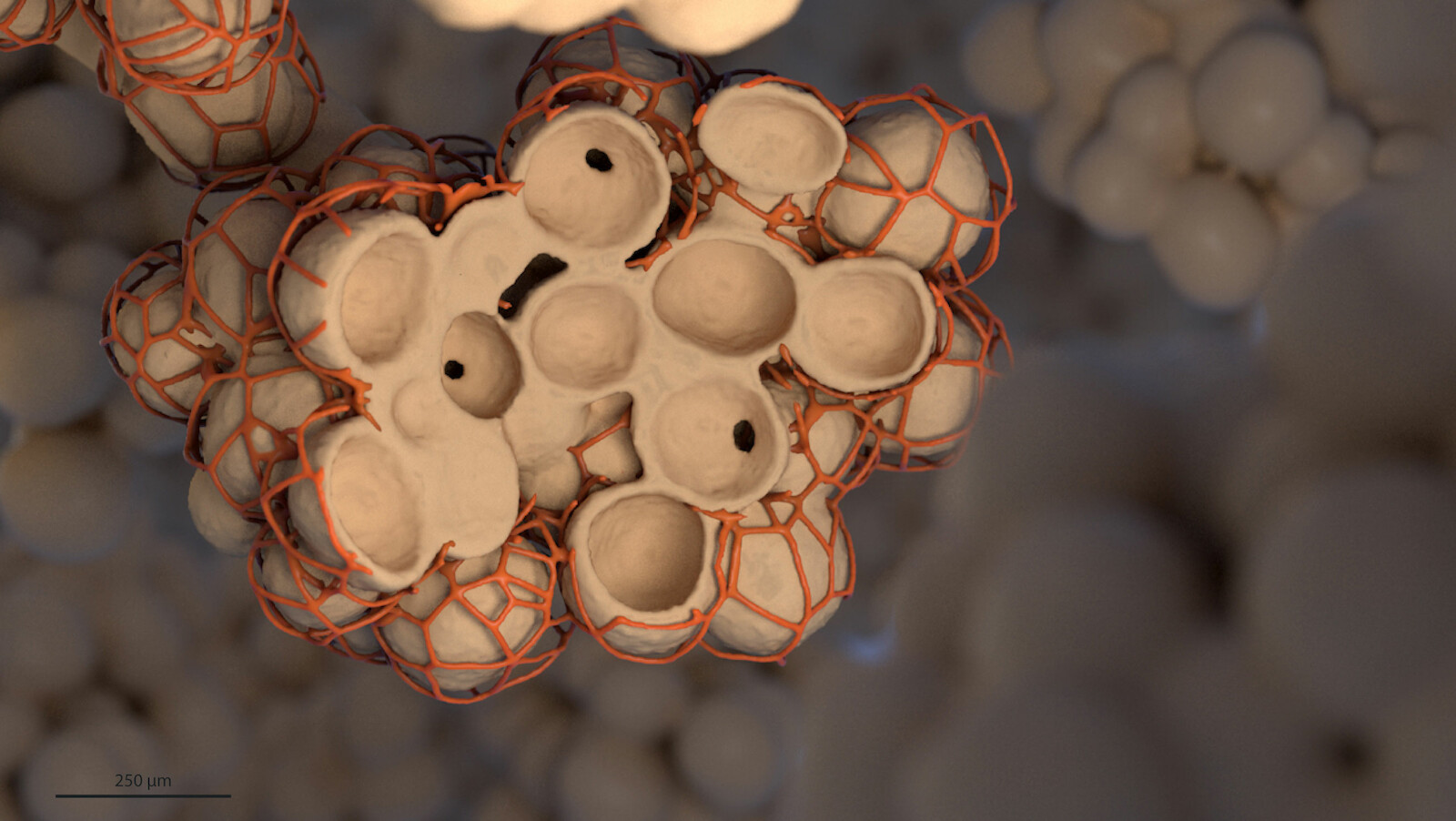 Sacculi alveolares und deren Kapillaren. 3D-Rendering aus Cinema 4D. Leana Wirth, 2021
