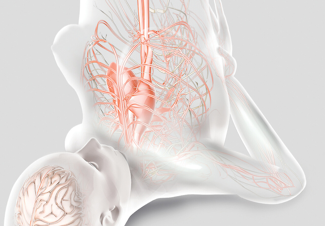 The shoulder stand (Sarvangasana) is called the Queen of asanas, because of its many benefits. One of those is the stimulation of the parasympathetic nervous system and thus the relaxation response (Konar et al., 2000; Satyananda, 1969).