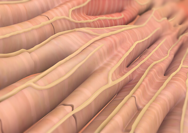 Cardiac myocytes at the location of the sino-atrial node (SA-node, the cardiac pacemaker) and their innervation by the autonomic nervous system (ANS).