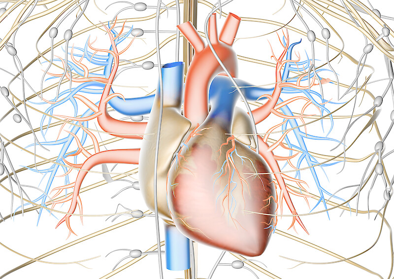 The human heart.