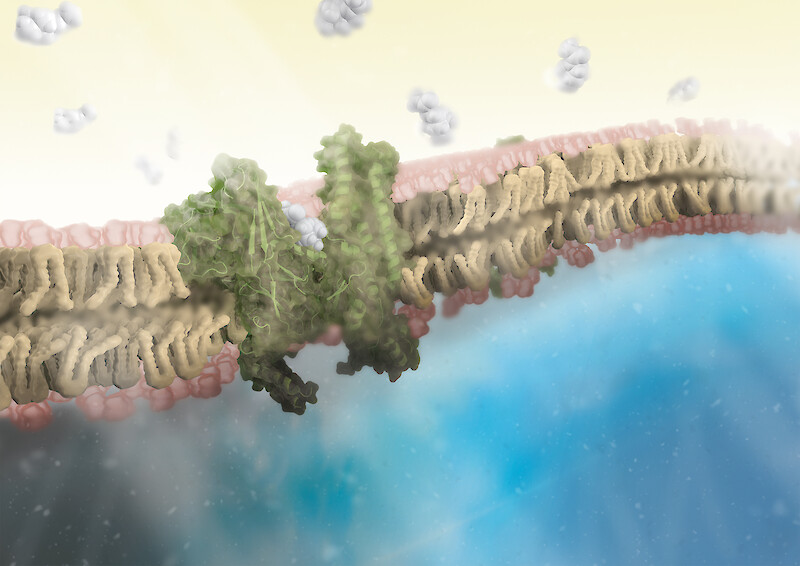 The muscarinic M2 receptor, sitting in the membrane of cardiac myocites at the SA-node, and the neurotransmitter acetylcholine, which is excreted from the parasympathetic nervous system that initiates the relaxation response.