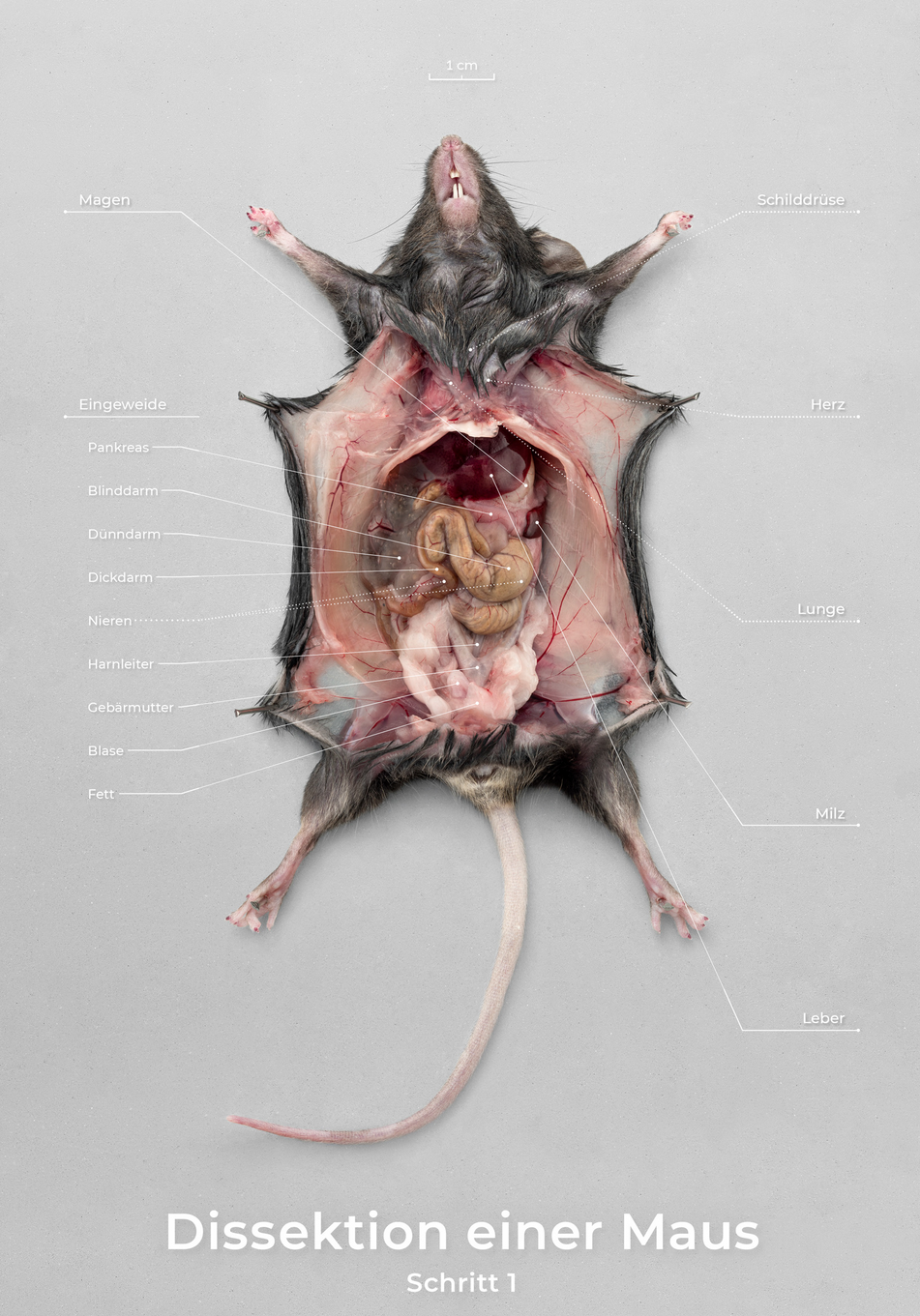 Der erste von insgesamt 7 Schritten einer Dissektion bei einer Maus.