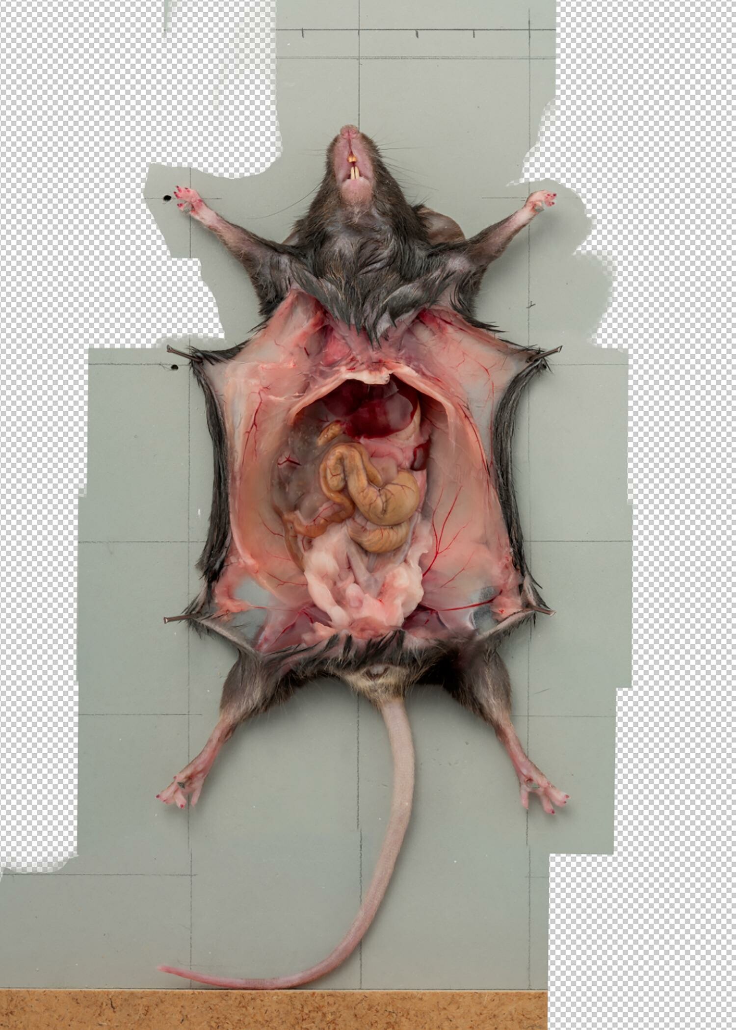 In der Nachbearbeitung wurden diverse Eingriffe vorgenommen. Wie bei den meisten Fotografien wurde die Farbe, der Weissabgleich sowie der Fokus nachkorrigiert. Hilfslinien im Hintergrund wurden entfernt, Zähne gebleicht und Anschläge, wie beim Schwanz noch zu erkennen, entfernt.