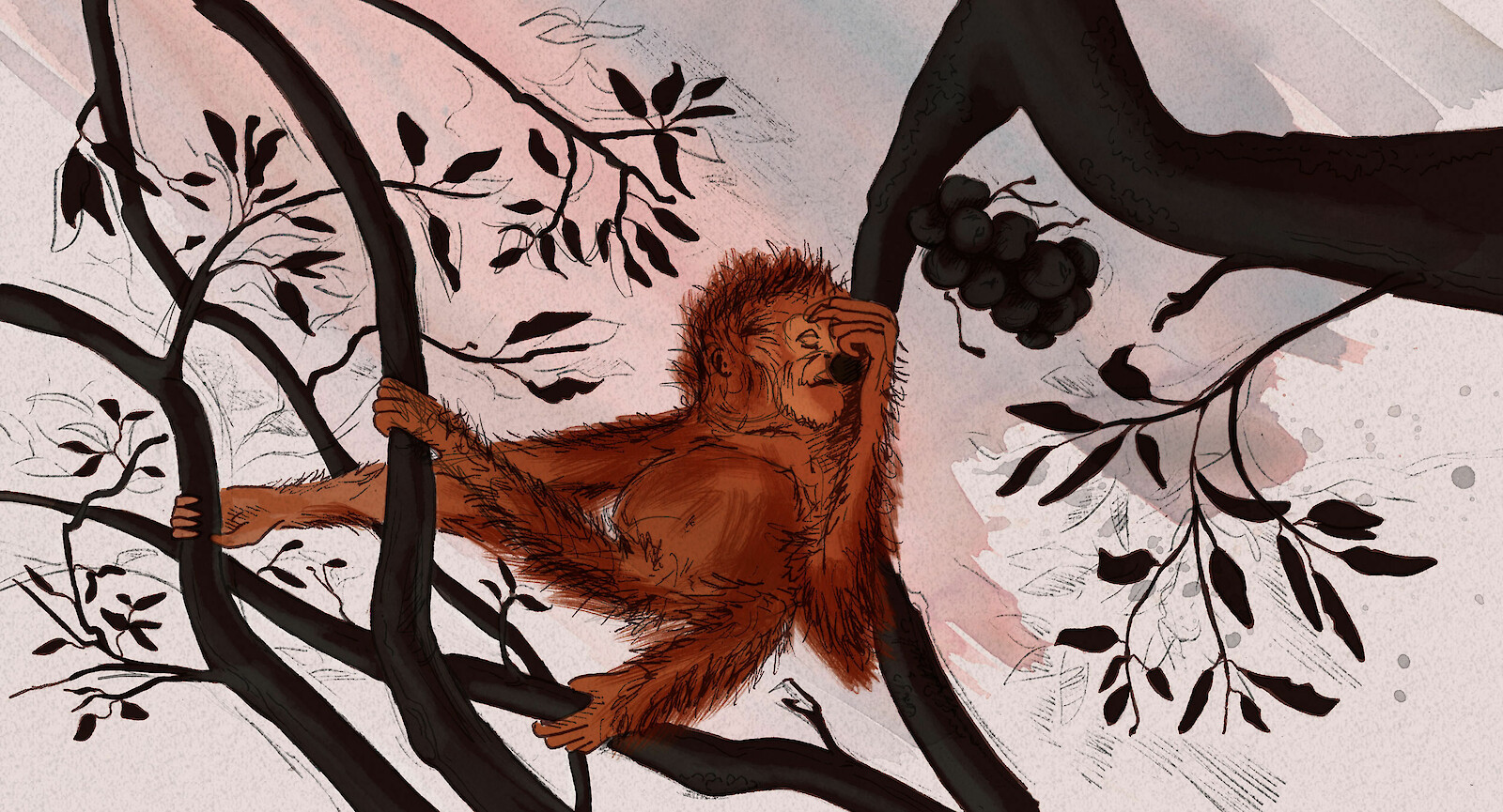 Einzelne Illustration eines Orang-Utans.