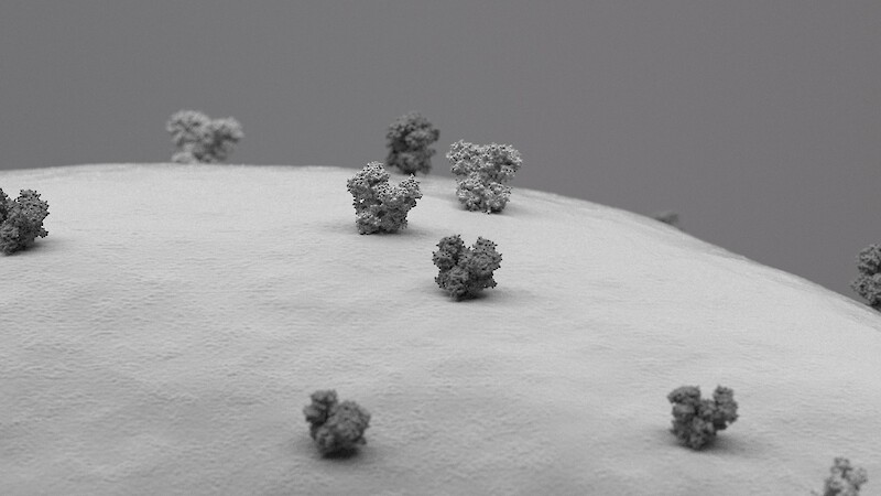 AMPA-Rezeptor und NMDA-Rezeptor  Zwei Typen von Membranproteinen auf der Oberfläche eines Neurons, mit Chimera rekonstruiert und mit Cinema 4D bearbeitet.