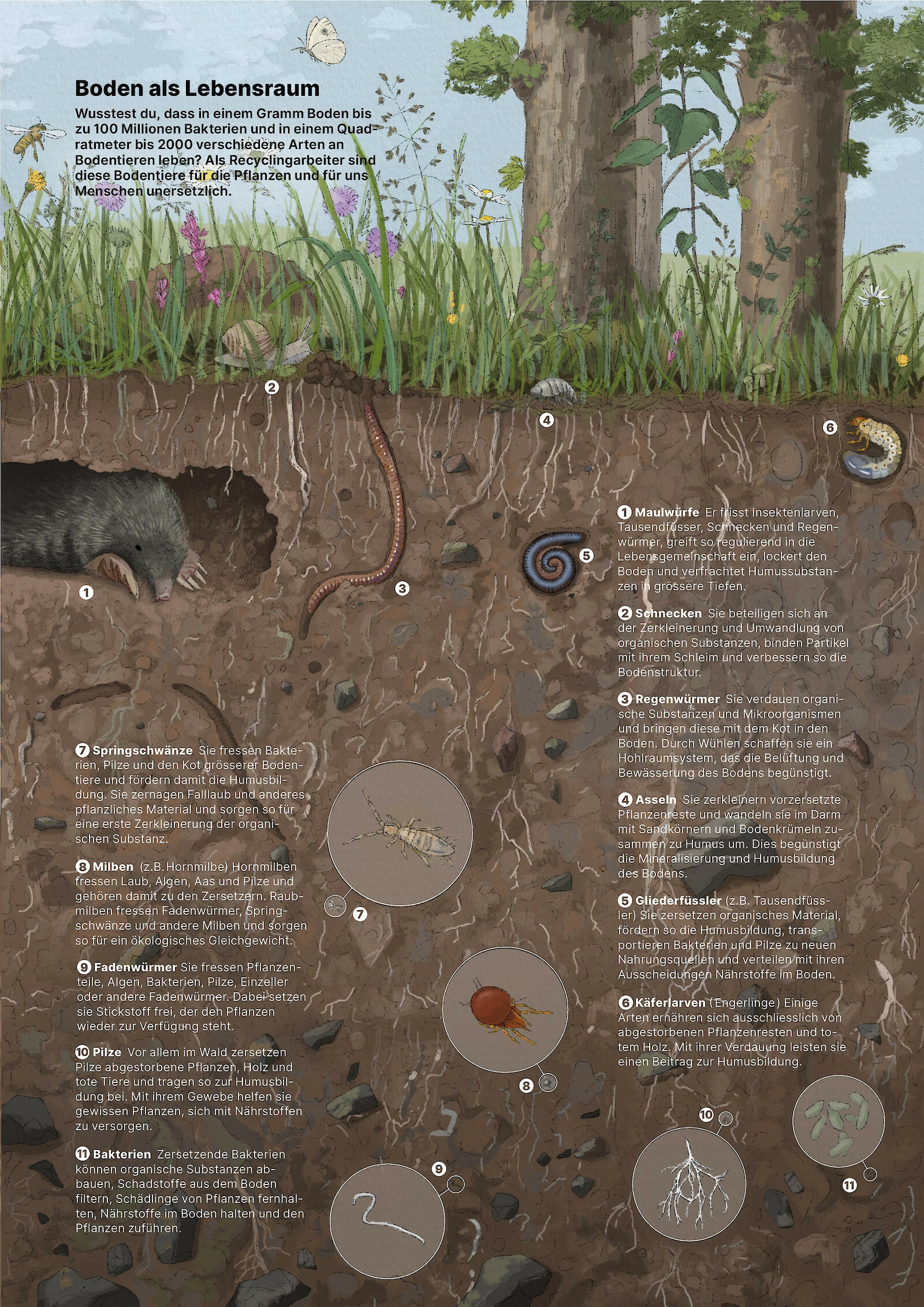 Der Boden als Lebensraum, zweite Seite im Leporello.