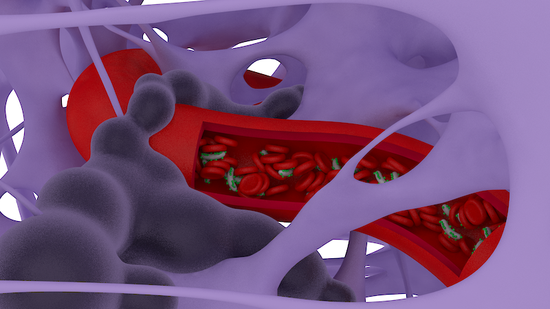Representation of MTB in the bloodstream.