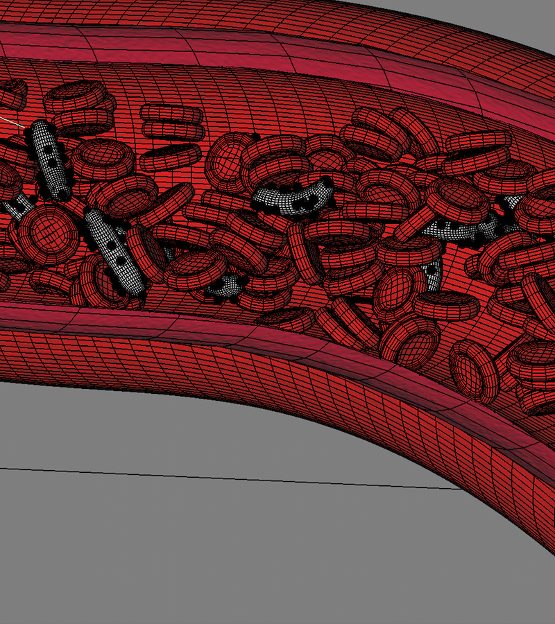 Experiment to represent the blood flow. The focus was on the size and on the quantity of the blood cells.