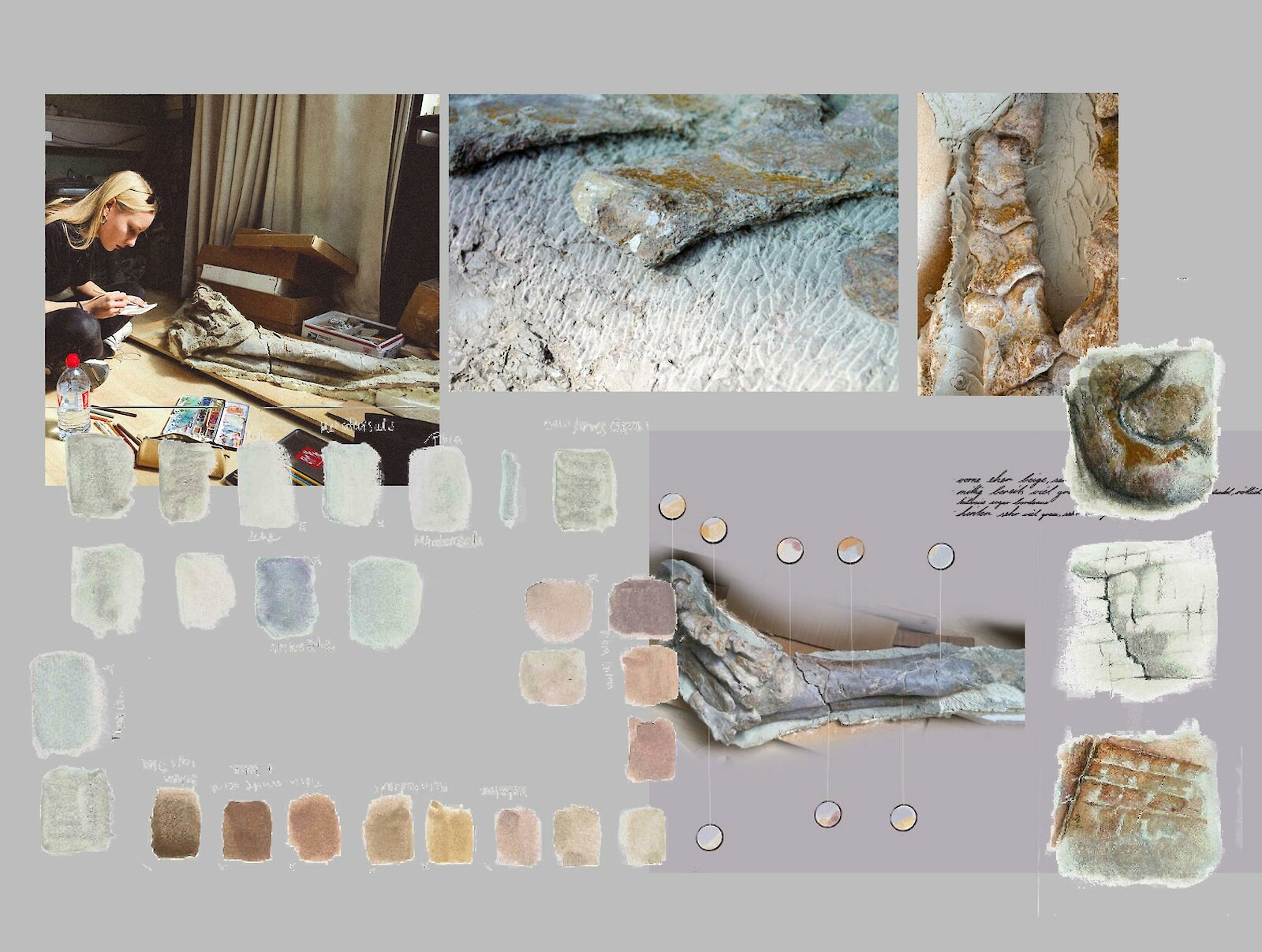 Analoge Farbabnahme des originalen Fossilmaterials.