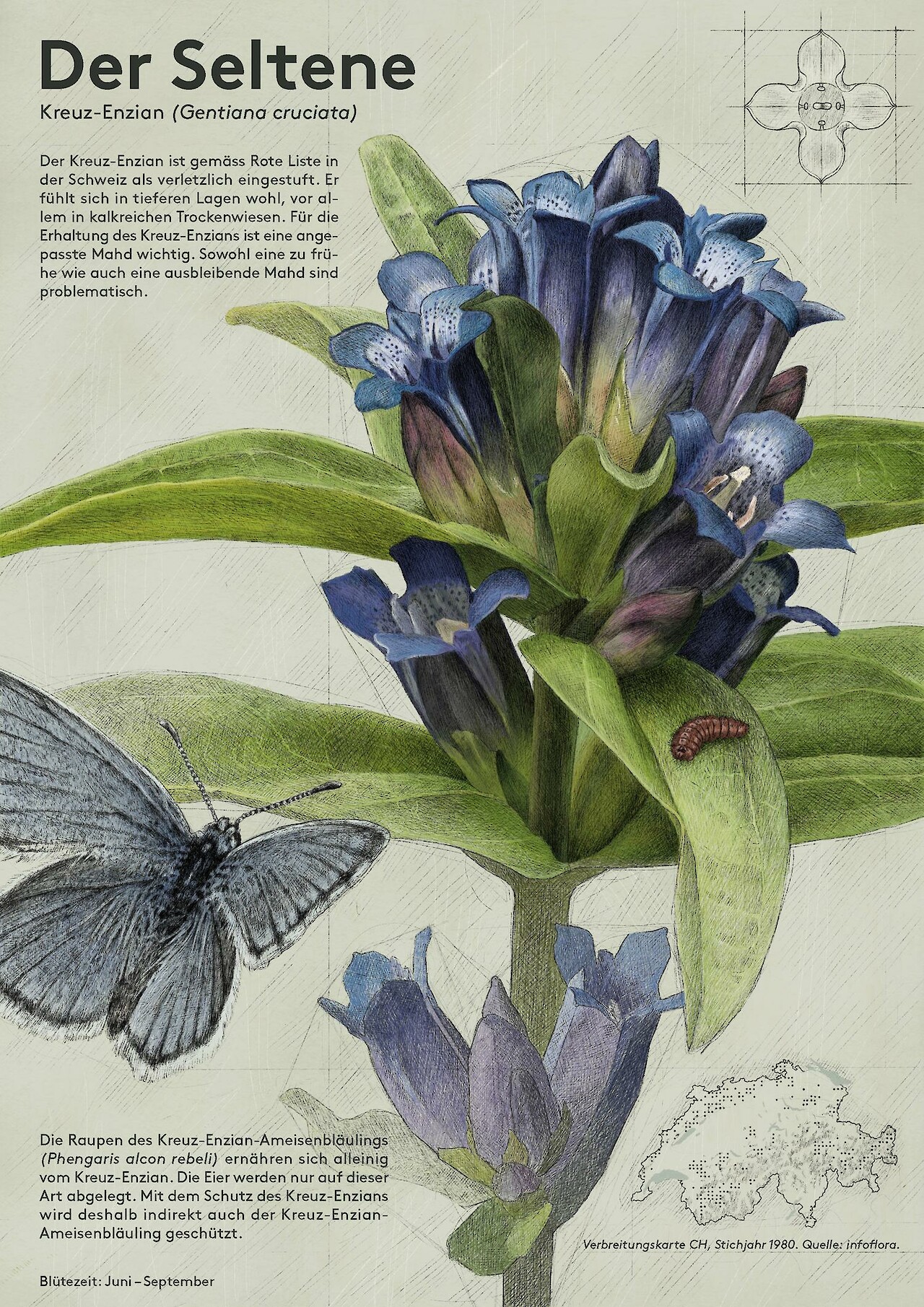 Schautafel "der Seltene".