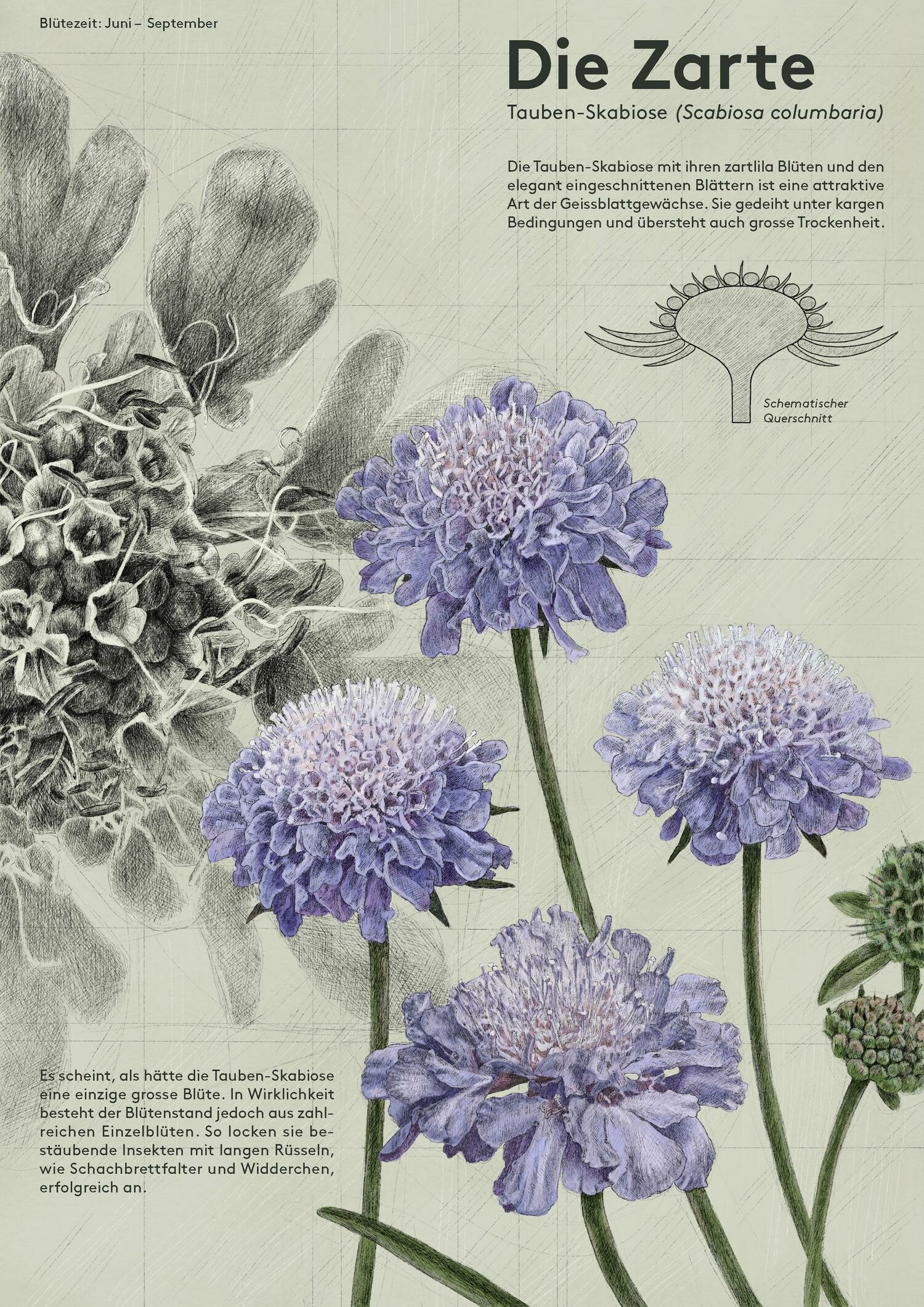 Unscheinbar, grossartig, selten