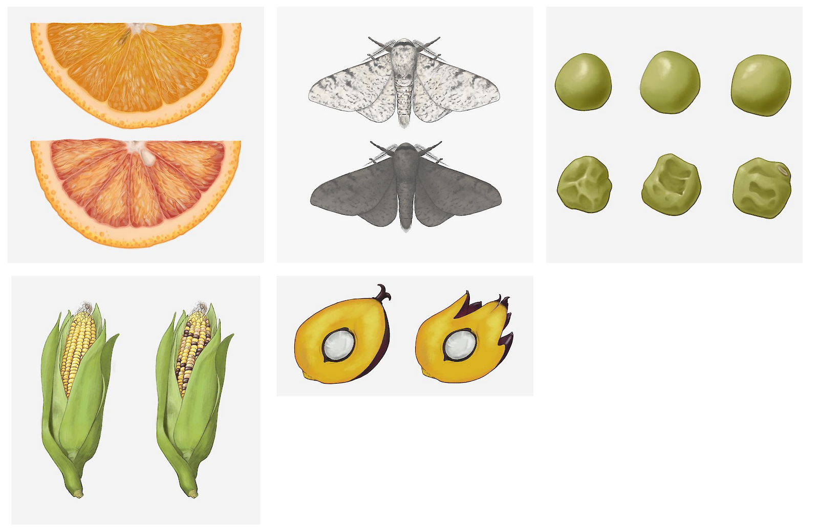 Die Illustrationen stellen Beispiele dar, bei denen man herausgefunden hat, dass TEs die Ursache für die Mutation sind. Sie zeigen den normalen und den mutierten Phänotypen im direkten Vergleich.