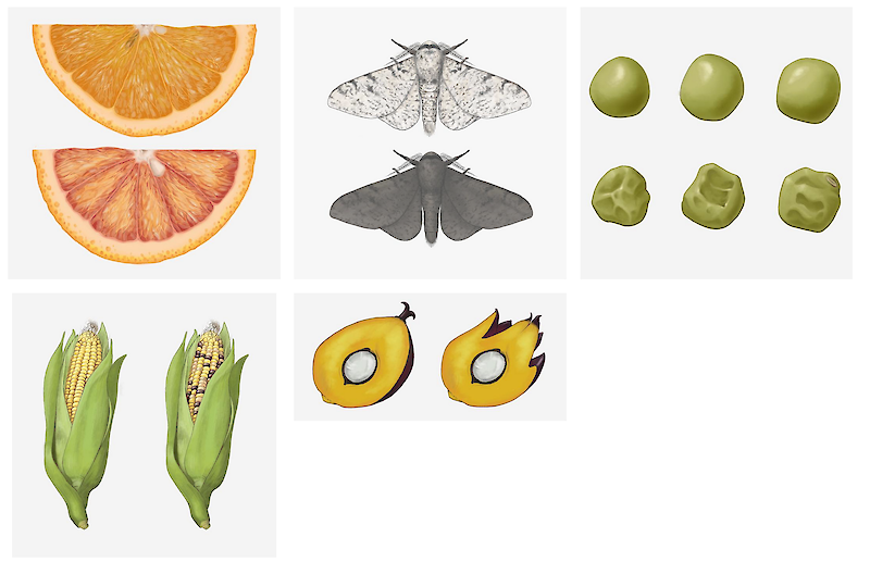 Die Illustrationen stellen Beispiele dar, bei denen man herausgefunden hat, dass TEs die Ursache für die Mutation sind. Sie zeigen den normalen und den mutierten Phänotypen im direkten Vergleich.