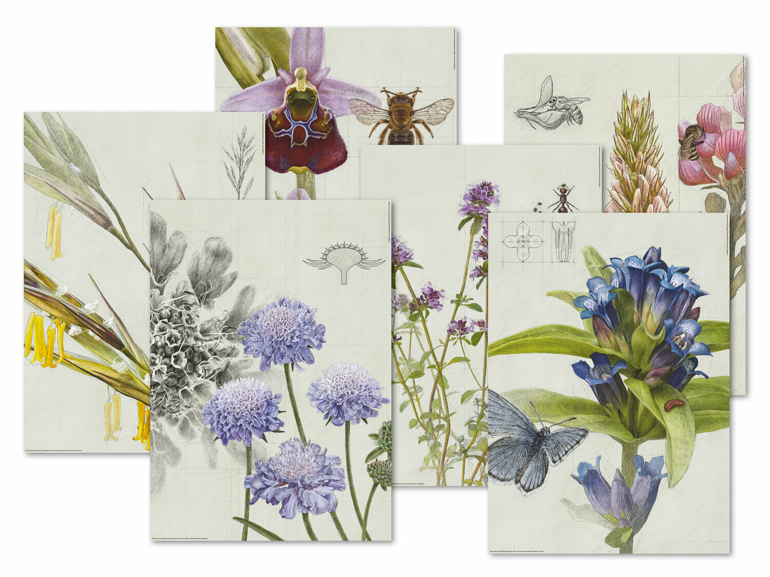 Plakate A2, Einzeln 20.- (exkl. Versand), Set 100.- (exkl. Versand), Offsetdruck, ungestrichenes Papier