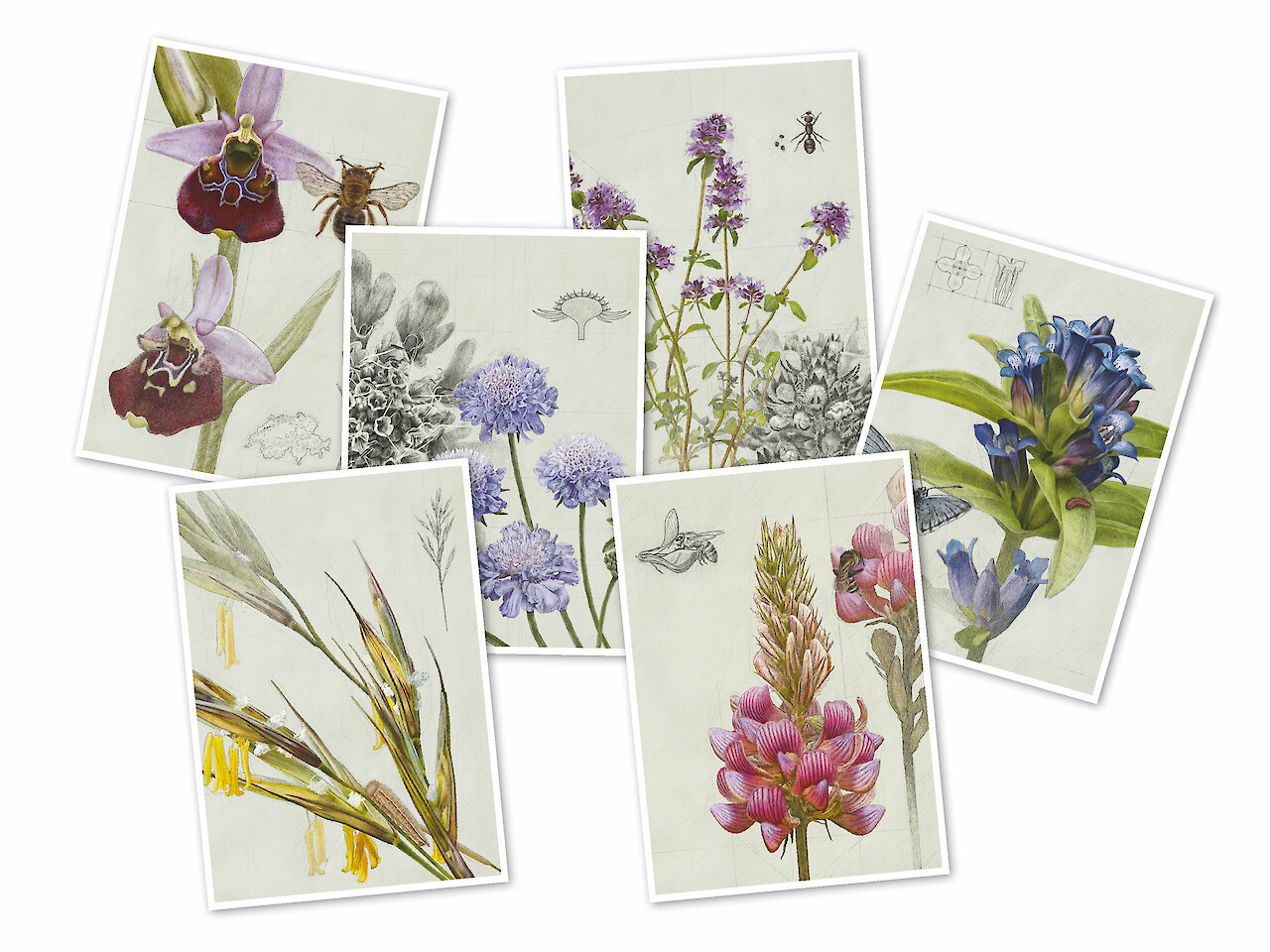 Postkarten A6, Set 10.- (exkl. Versand), Offsetdruck, ungestrichenes Papier