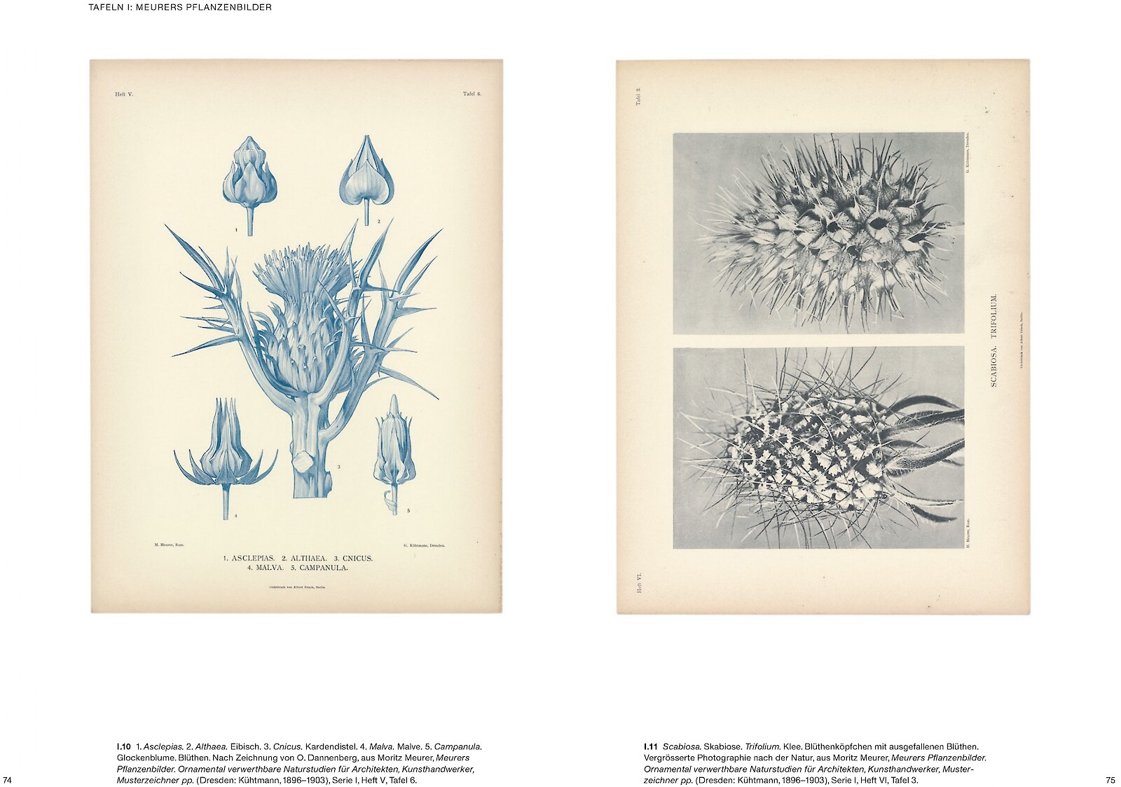 Ulrike Meyer Stump publiziert erste Karl Blossfeldt-Monografie