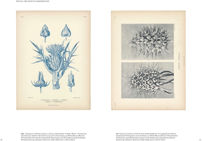 Ulrike Meyer Stump publiziert erste Karl Blossfeldt-Monografie