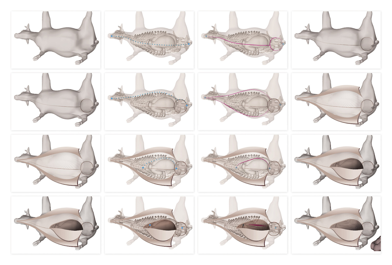 Virtuelles Erlernen der Sektion am Rind