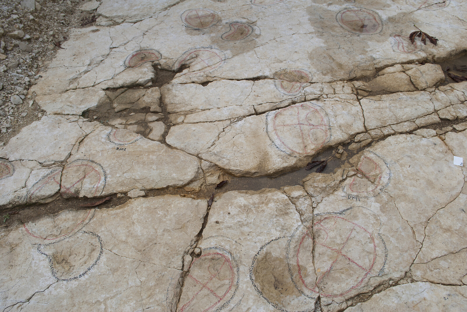 Paléoskop – den Sauriern auf der Spur