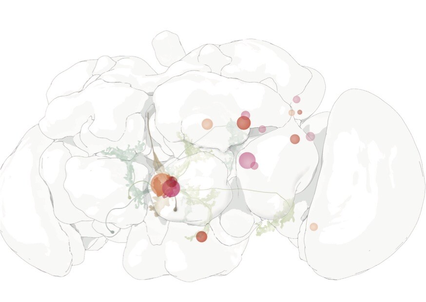 Visualisierung eines Neuronalen Atlas