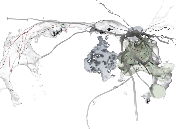 Visualisierung eines Neuronalen Atlas