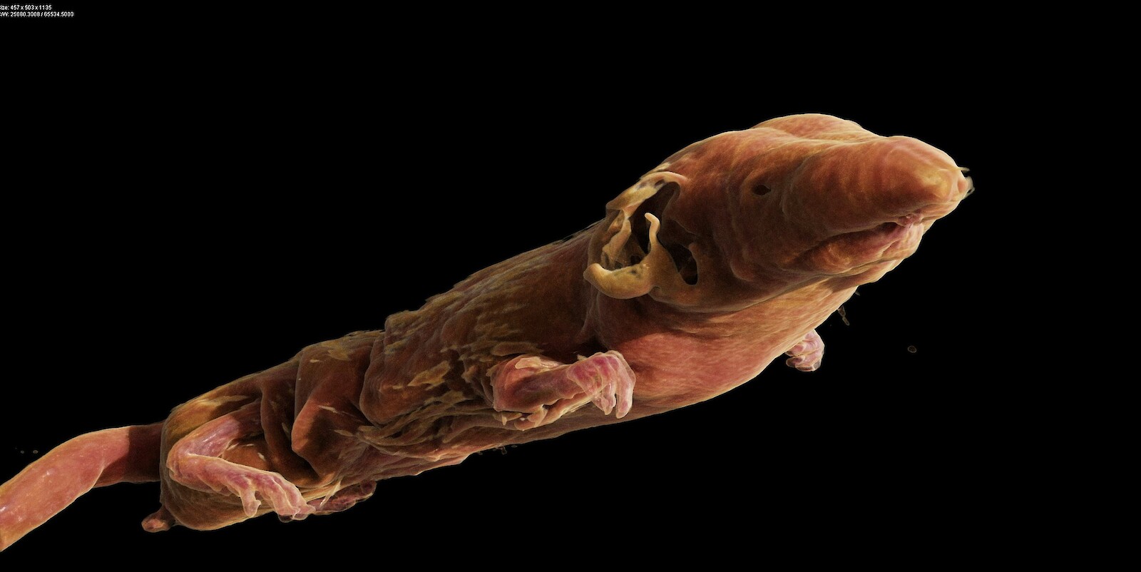 Bearbeitete CT-Daten zu einer Aufgabenstellung mit der Etruskerspitzmaus