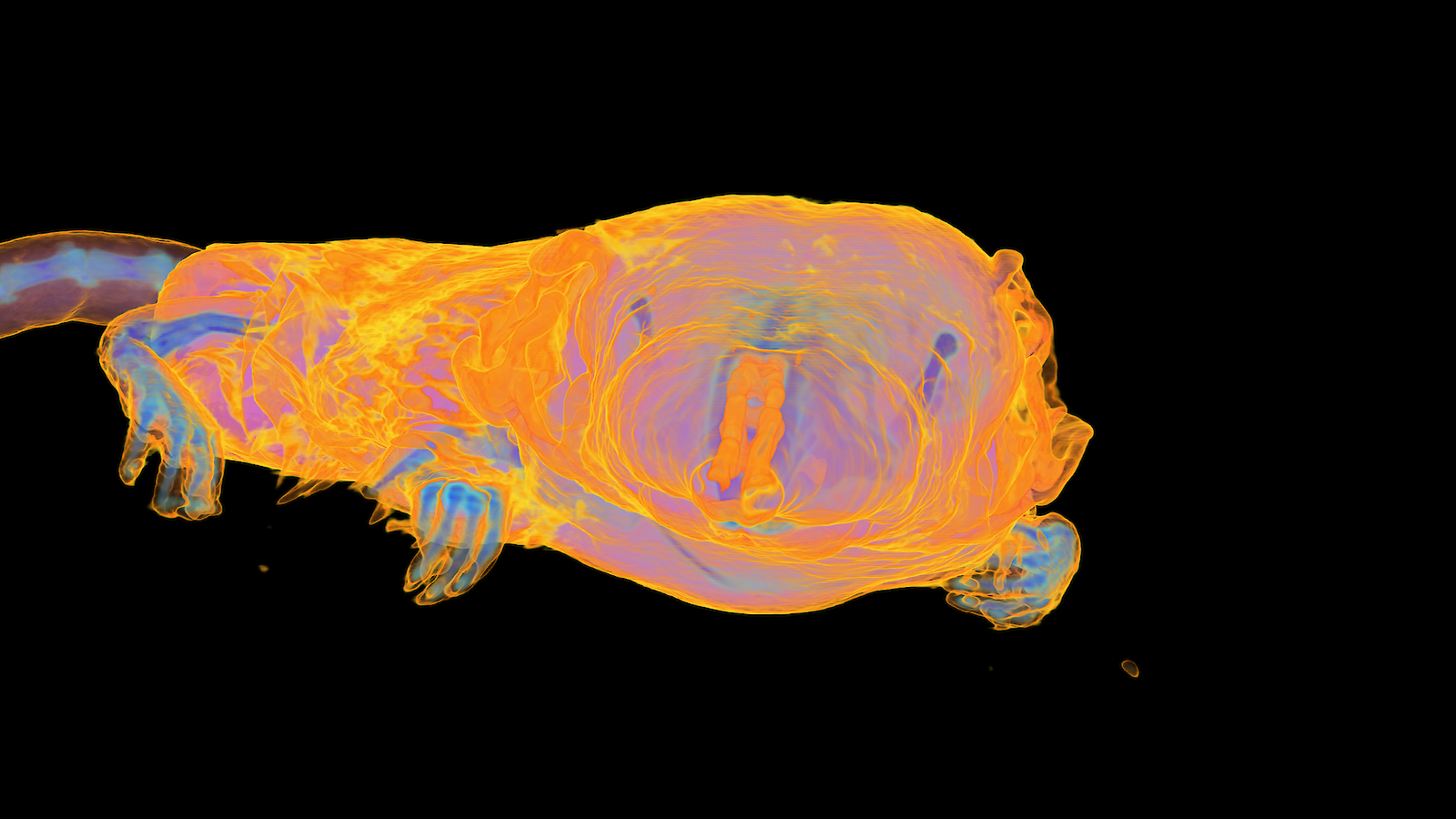 Bearbeitete CT-Daten zu einer Aufgabenstellung mit der Etruskerspitzmaus