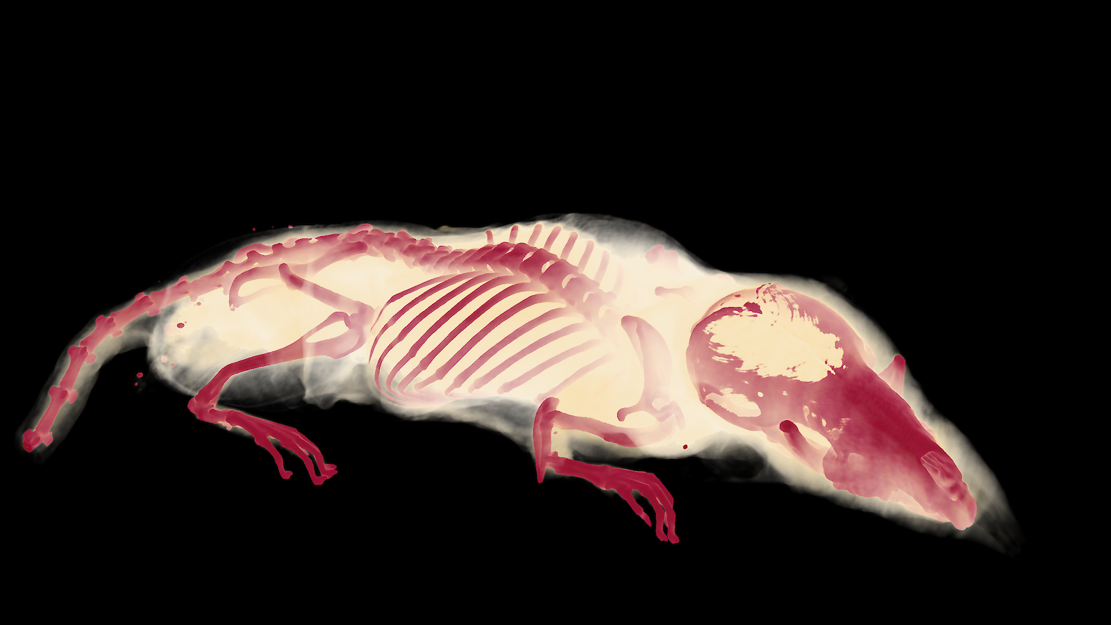Bearbeitete CT-Daten zu einer Aufgabenstellung mit der Etruskerspitzmaus
