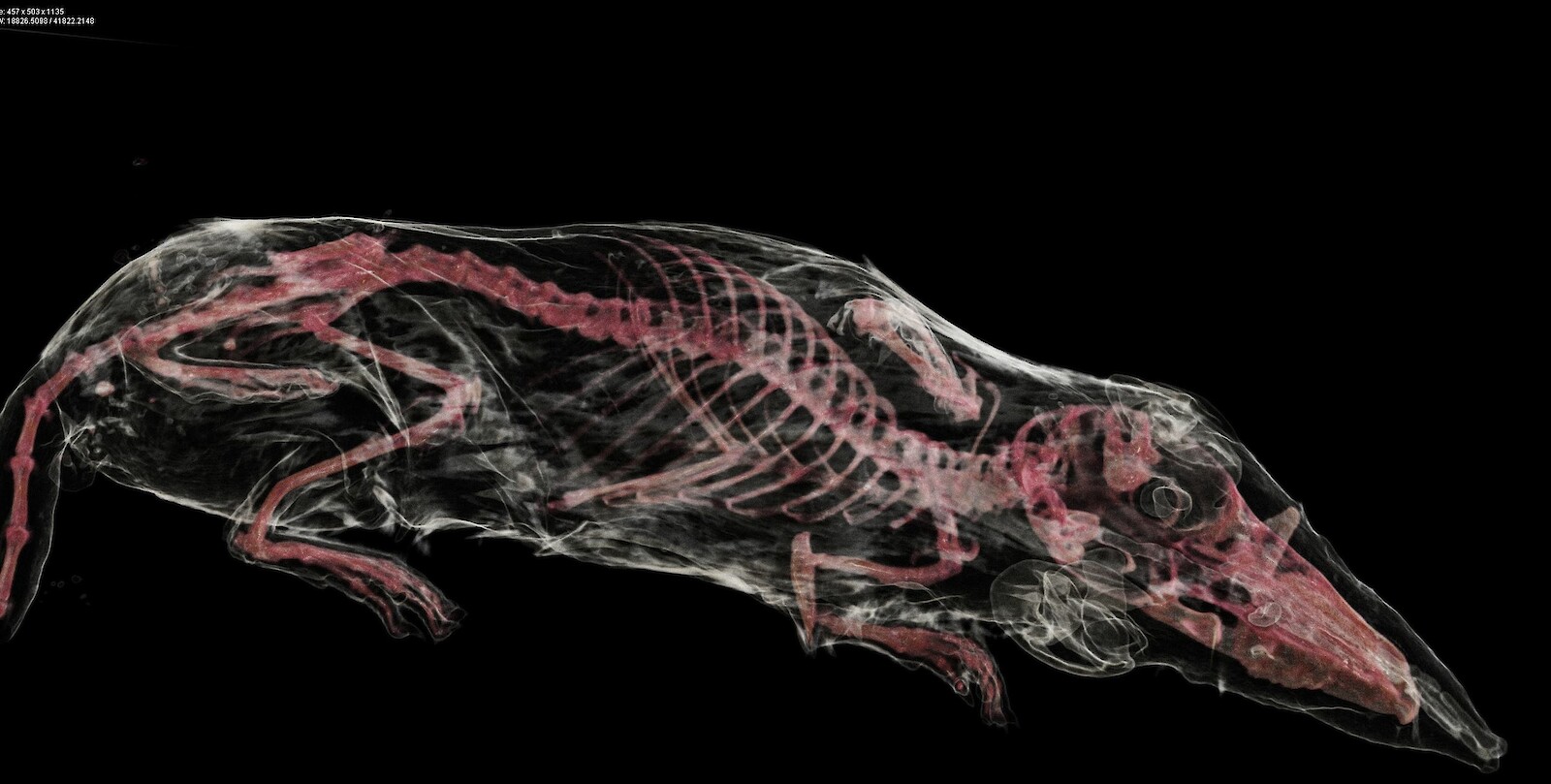 Bearbeitete CT-Daten zu einer Aufgabenstellung mit der Etruskerspitzmaus