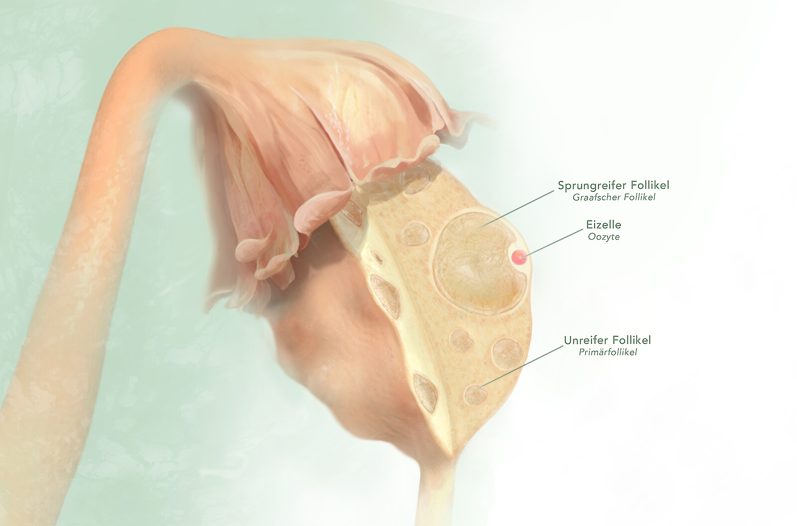 Der gesunde Eierstock im Queerschnitt