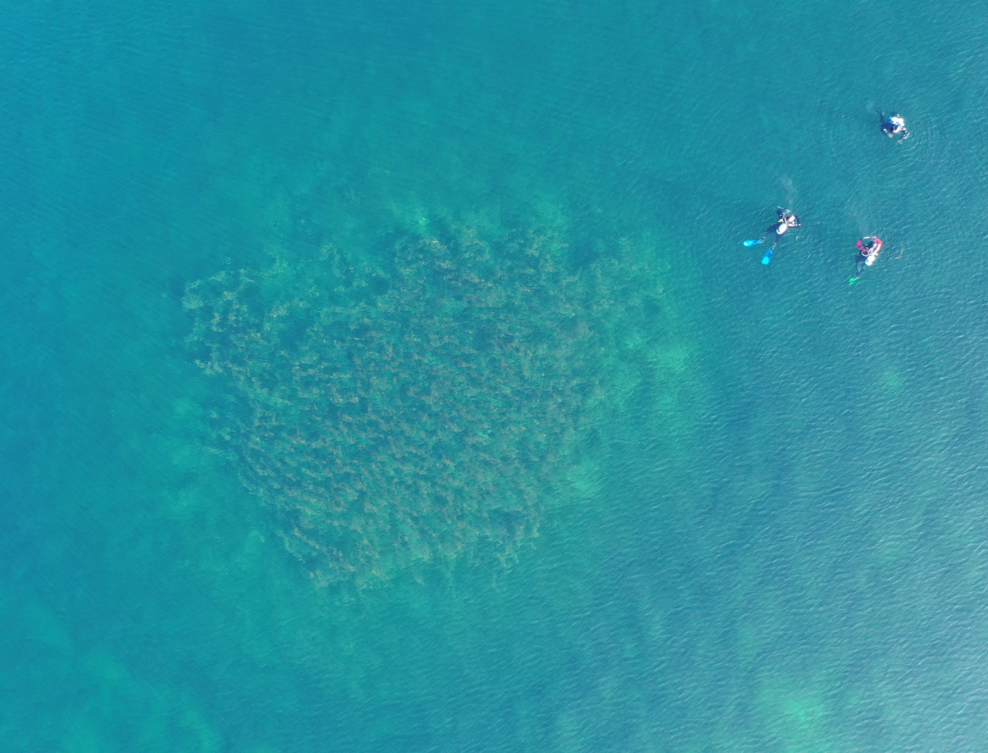 Drohnenaufnahme eines algenbewachsenen «Bodensee-Hügeli». © Fondation Octopus, 2021.