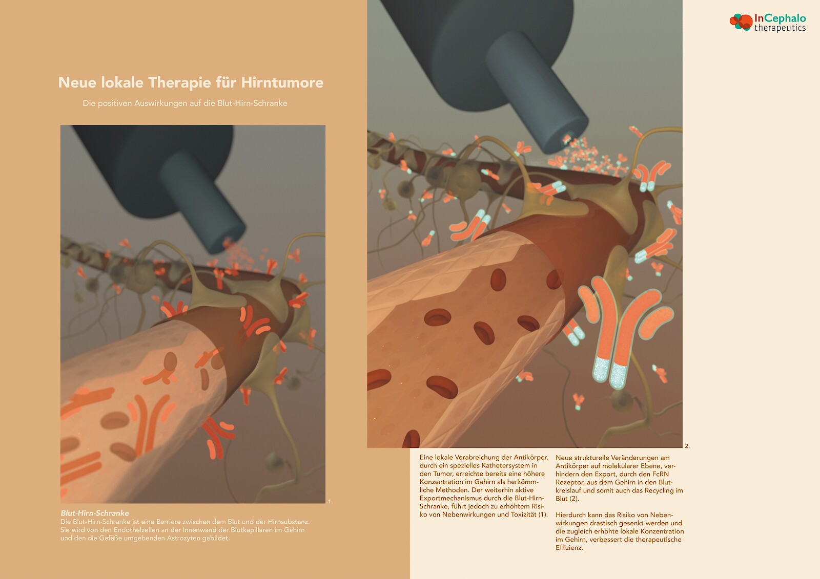 Selina Bachmann: «Die Doppelseite zeigt vereinfacht die Verbesserung der Auswirkungen auf die Blut-Hirn-Schranke durch die Verabreichung der neuen (modifizierten) Antikörpern.»