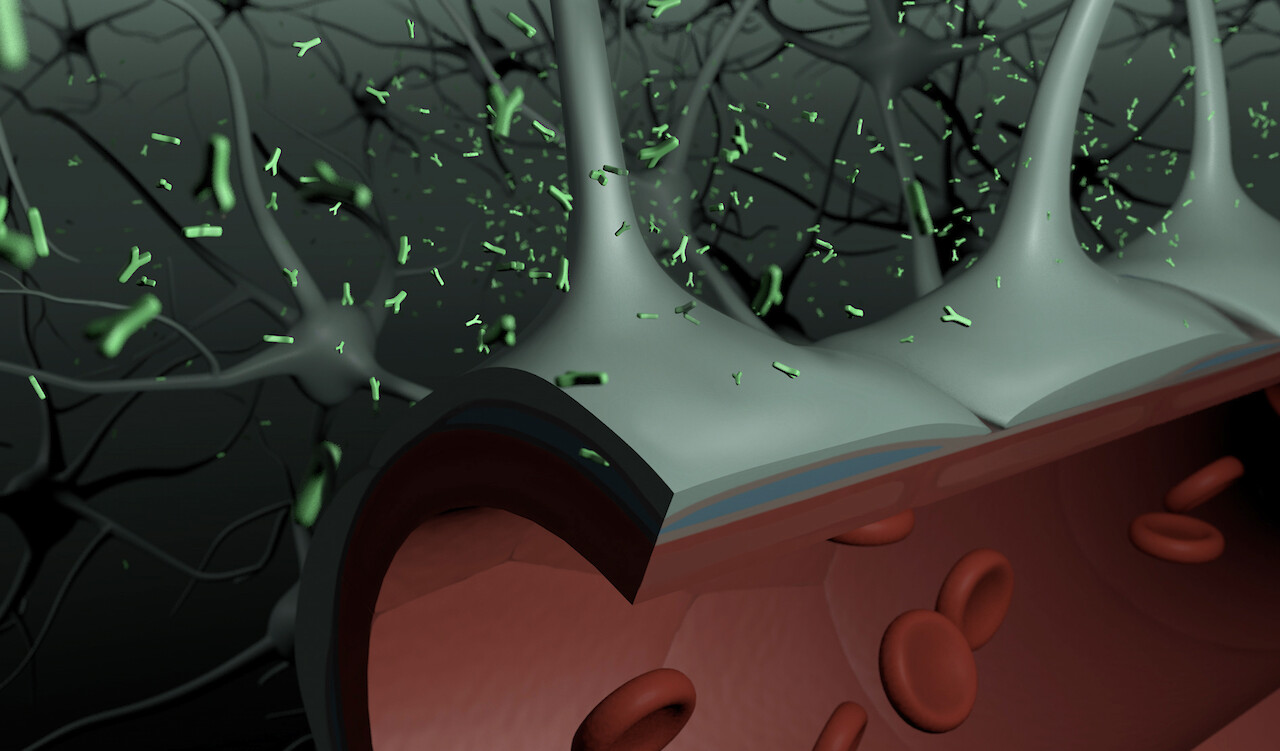 Liliane Gschwend: «Im Fokus steht die Lokalisierung und der modifizierte Antikörper. Zu sehen ist einerseits der Aufbau der Blut-Hirn-Schranke, die durch einen Schnitt eindeutig als Blutgefäss erkennbar sein soll, und andererseits die Antikörper, welche um die Astrozyten wirbeln.»