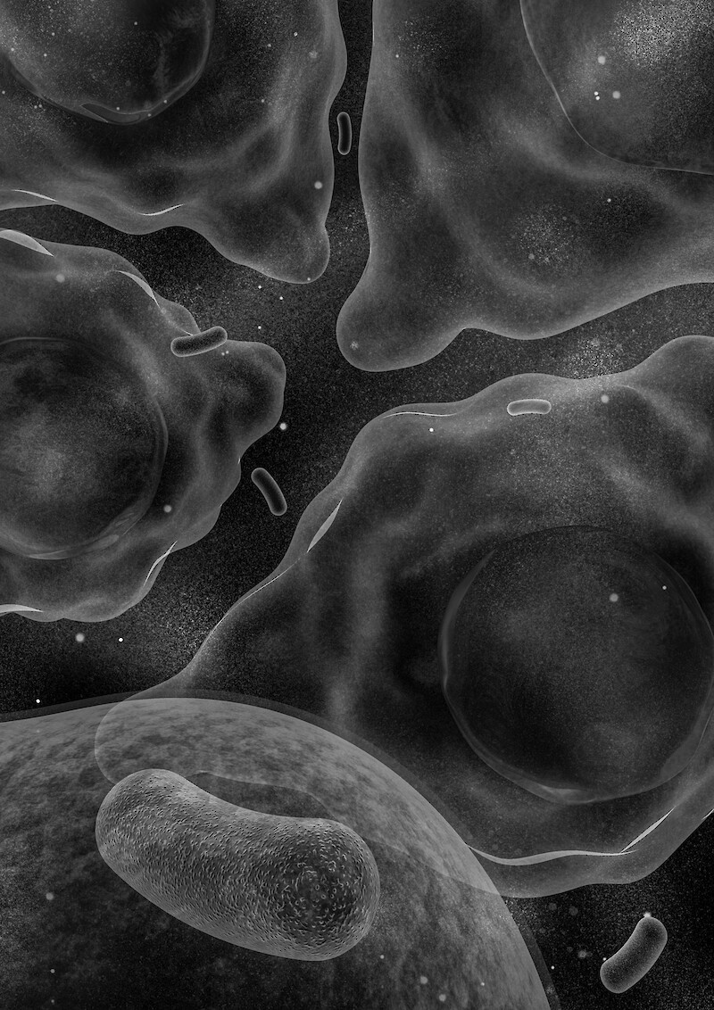 Sonia Monti, mit Bakterien infizierte Zellen: «The image is colorless as the cells in our body are, which gives the image that realistic photo feel.»