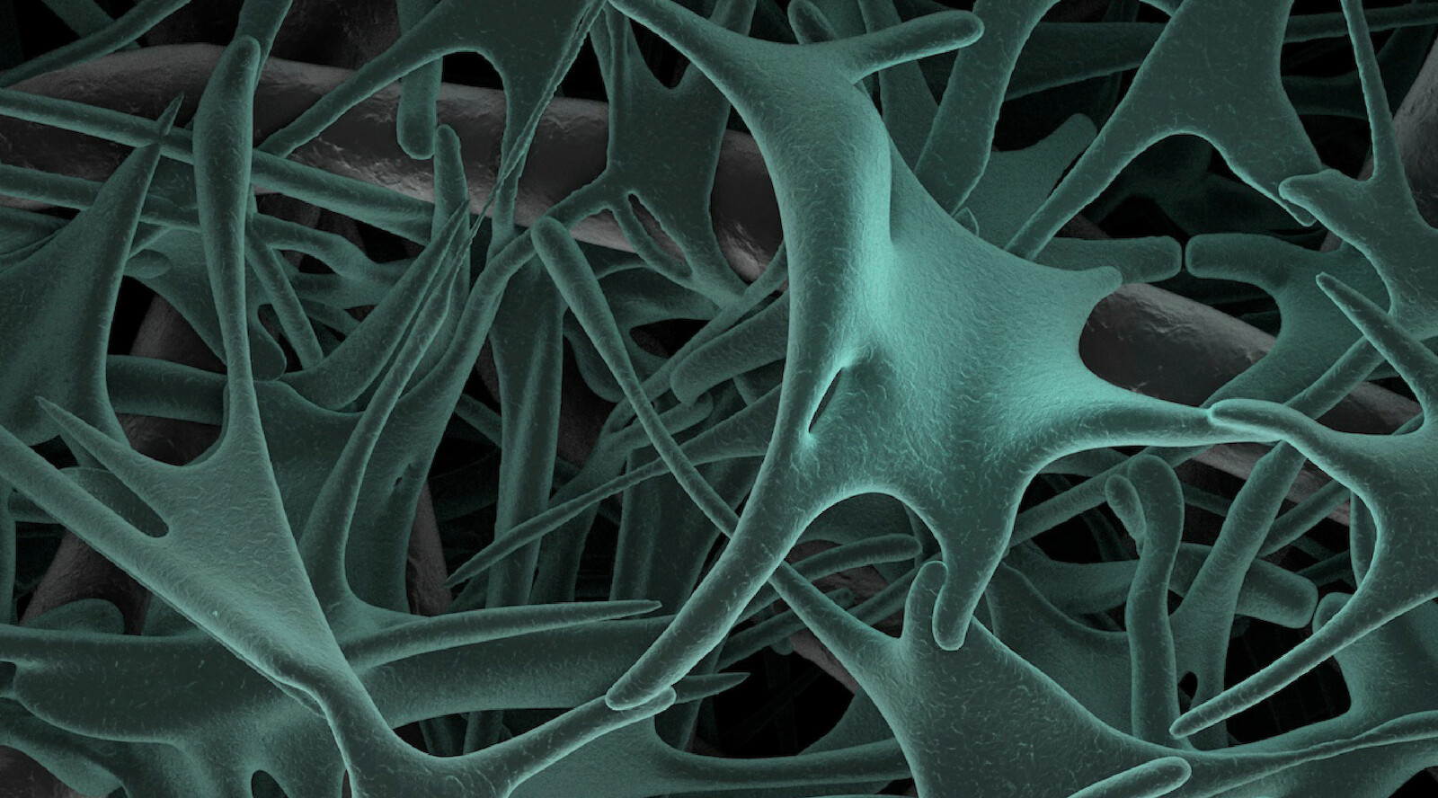 Kooperationsprojekte BioEntrepreneurship 2021