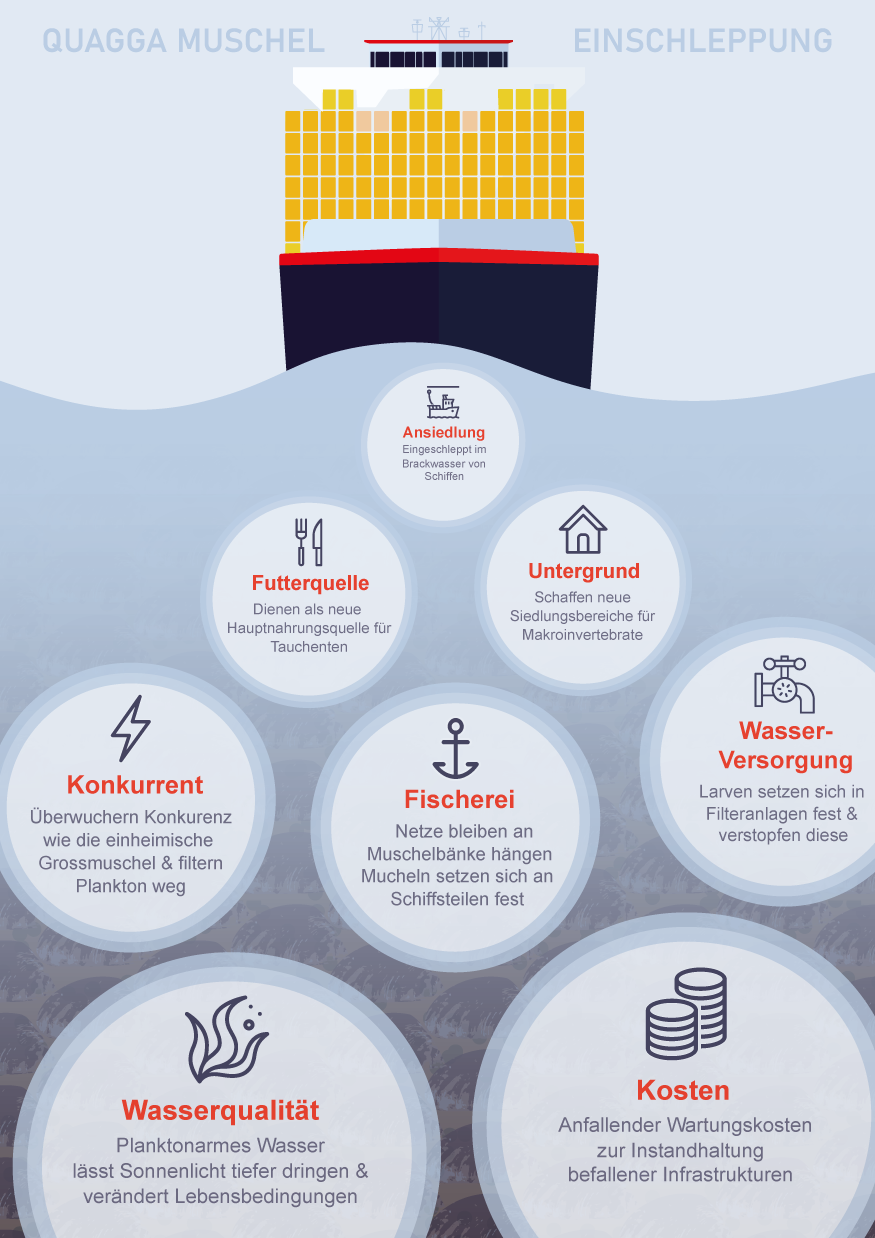 Anna-Lea Krieg: «Wie kann die Kettenreaktion an Auswirkungen, welche beim Einführen einer Neobiota ausgelöst wird, anhand des Beispiels der Quaggamuschel in einer Prozess-Infografik dargestellt werden?»