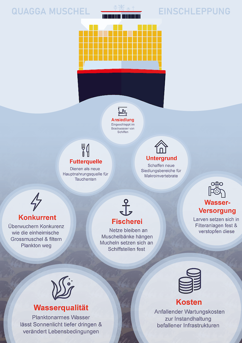 Anna-Lea Krieg: «Wie kann die Kettenreaktion an Auswirkungen, welche beim Einführen einer Neobiota ausgelöst wird, anhand des Beispiels der Quaggamuschel in einer Prozess-Infografik dargestellt werden?»
