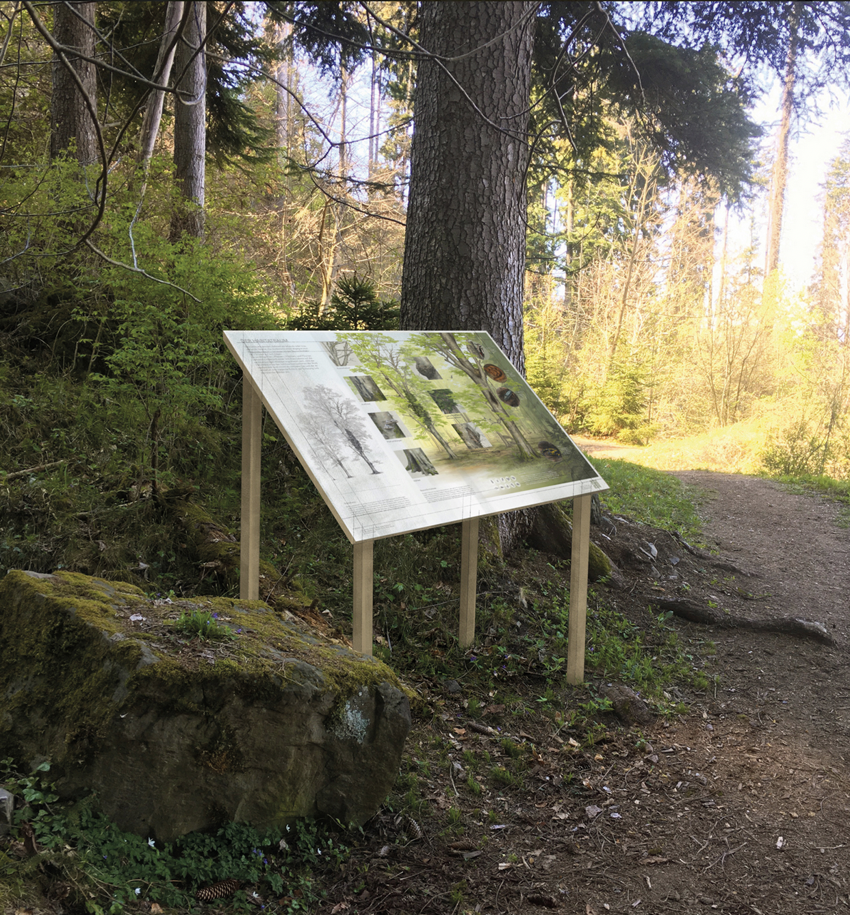Die iIllustrative Infotafel die Waldspaziergänger:innen auf den Wert und die Schönheit des Habitatbaumes aufmerksam macht.