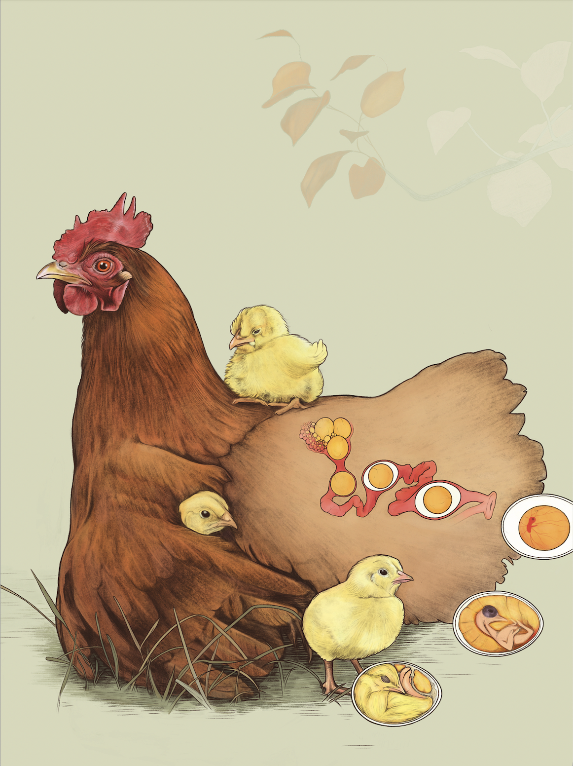 Auszug aus dem Faltplakat. Zu sehen ist der Entwicklungszyklus der Küken.