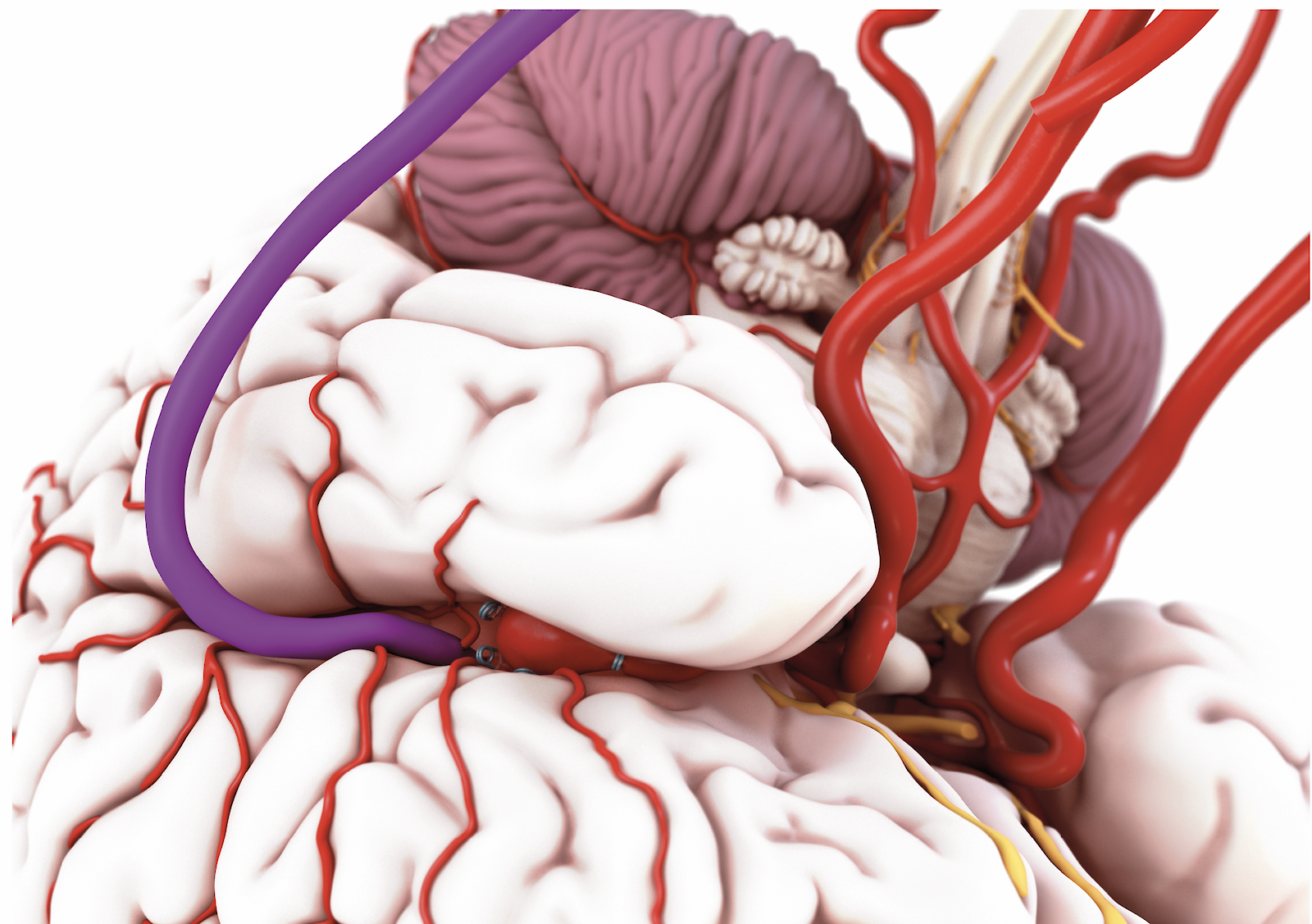 Digitales Rendering des menschlichen Gehirns.