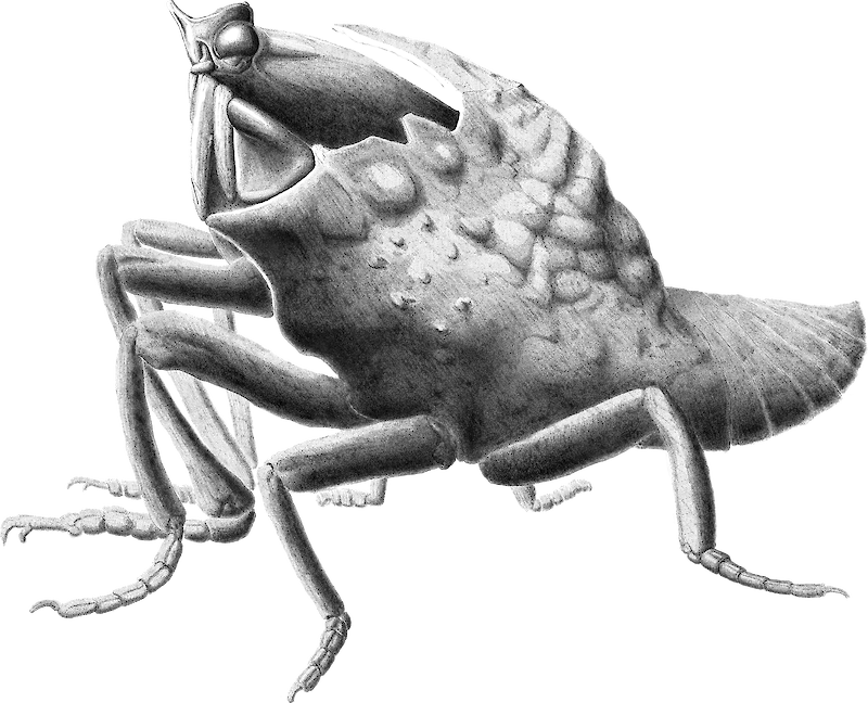 Arthopod creature