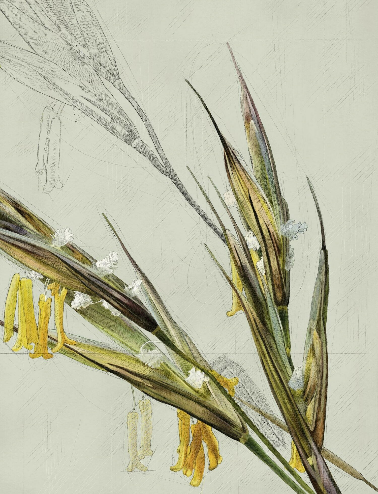 So unspektakulär und trocken dieser Lebensraum erscheinen mag: die Pflanzen, die im mitteleuropäischen Halbtrockenrasen im botanischen Garten Bern anspruchslos und unscheinbar gedeihen, sind ein wichtiger Teil der botanischen Vielfalt. «Unscheinbar, grossartig, selten» Nina Schwarz, 2020.